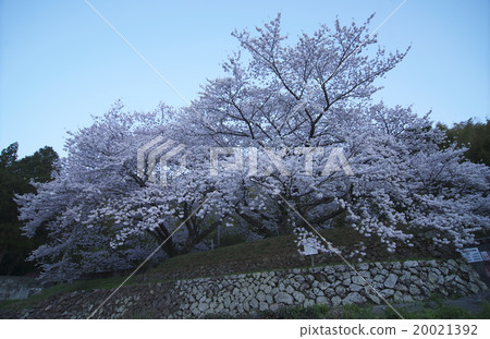 幾個夫婦 20021392