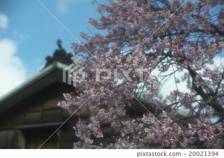 Early blooming cherry Early blooming cherry 20021394