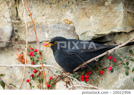 male of Common blackbird 20022906