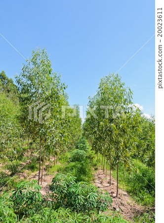 Cassava and Eucalyptus plantation 20023611