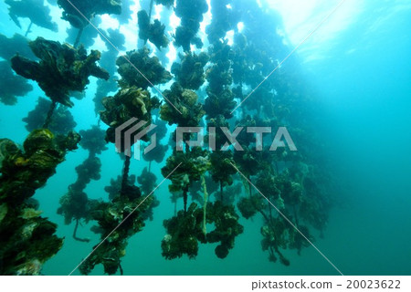 Oyster Shelf Oyster Shelf 20023622