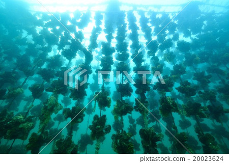 Oyster Shelf 20023624