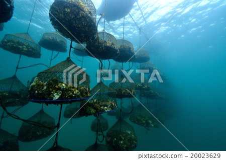 Oyster Shelf 20023629