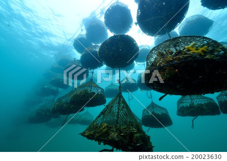 Oyster Shelf 20023630