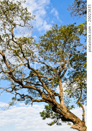 Tree branch 20023635