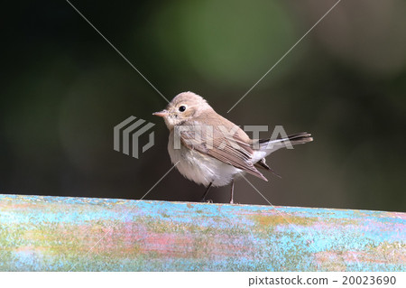 紅喉姬鶲 20023690