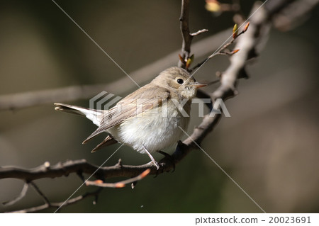 紅喉姬鶲 20023691