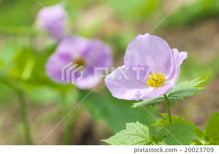 Shiraneeaoi 20023709