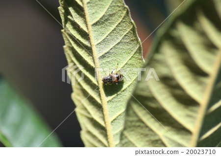 Bee to leaves of loquat Bee to leaves of loquat 20023710