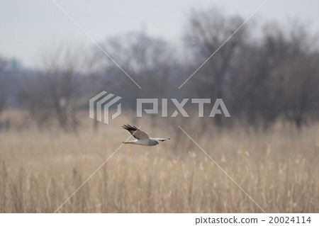 Powered by Translate 20024114