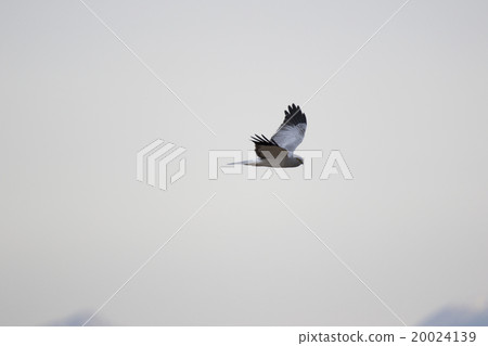 Powered by Translate Powered by Translate 20024139