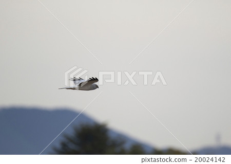 Powered by Translate Powered by Translate 20024142