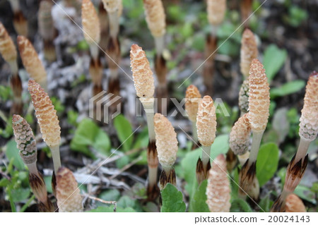 Tsukuri Shinkbo 20024143