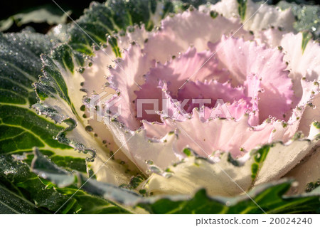 Ornamental cabbage in a garden Ornamental cabbage in a garden 20024240