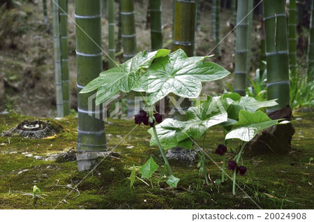 Peppermint 20024908