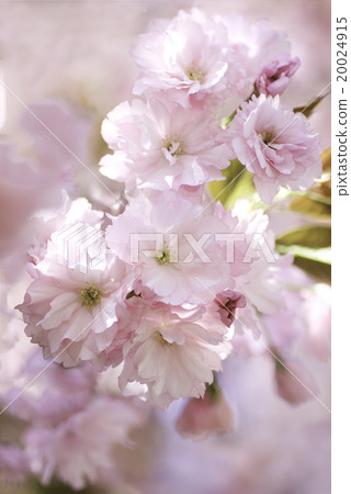 Yaezakura鮮花盛開 Yaezakura鮮花盛開 20024915