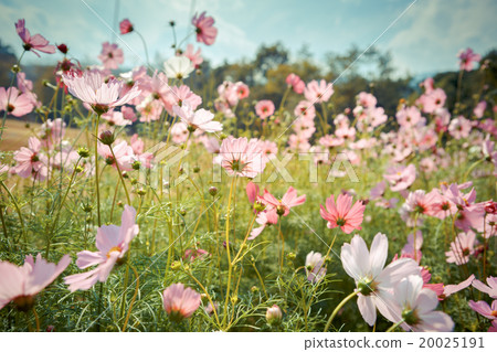 Cosmos flower blossom in garden Cosmos flower blossom in garden 20025191