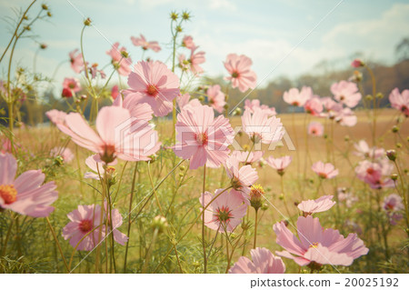 Cosmos flower blossom in garden 20025192