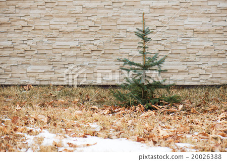 Small fir tree on wall with pattern. 20026388