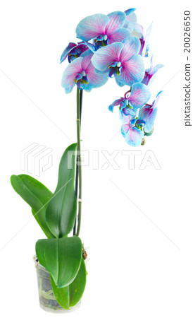 stem of blue orchids stem of blue orchids 20026650
