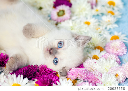 Portrait of little kitten with flowers Portrait of little kitten with flowers 20027358