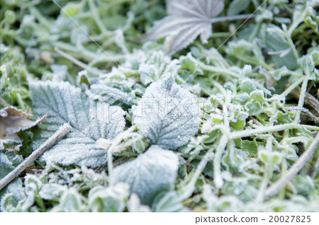 Frost on weeds Frost on weeds 20027825