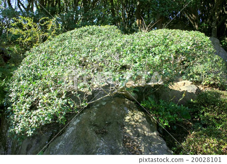 Morning view of Shimoda of the Izu Peninsula Mountain plants Morning view of Shimoda of the Izu Peninsula Mountain plants 20028101