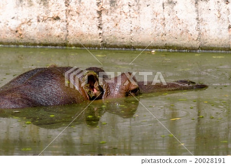 Hippo completely bathed in river at water level 20028191