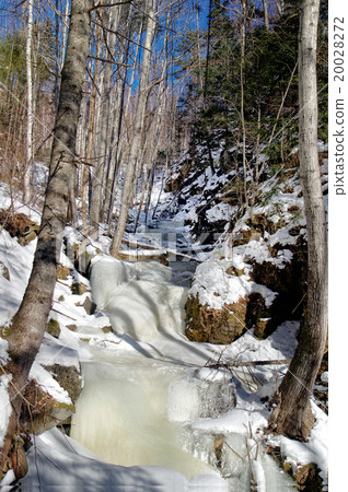 frozen creek in the forest frozen creek in the forest 20028272