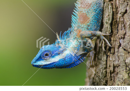Blue Lizard with big eyes in closed up details 20028553