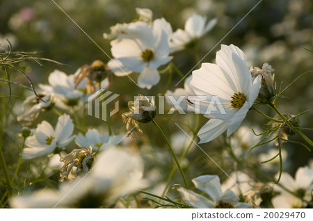 Cosmos 20029470