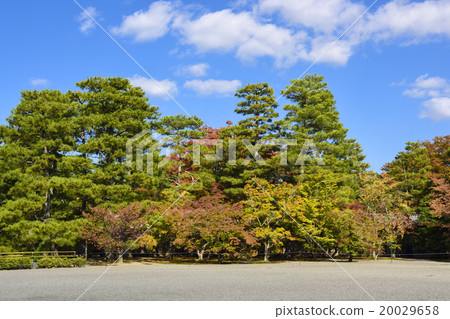 Kyoto gyoen autumn leaves 20029658
