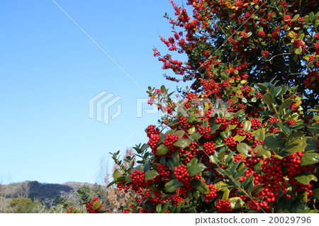 Holly 20029796