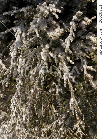 Snow and frost on green thuja. Snow and frost on green thuja. 20029812