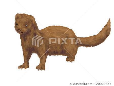 american mink american mink 20029857