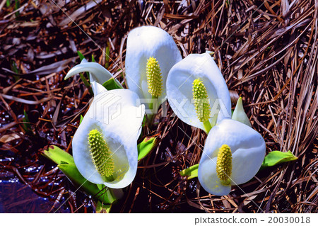 開花在Ozekahara的水basho 開花在Ozekahara的水basho 20030018