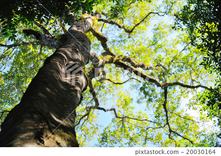 Blur background of Big tree 20030164