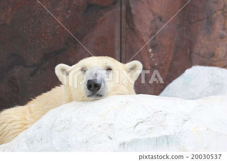 Sleepy 20030537