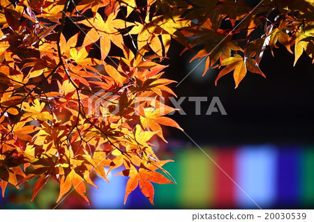 Autumn leaves and five-color curtain 20030539