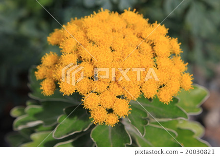 Isogic花 20030821