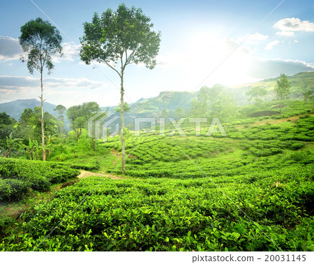 Fog over tea plantations 20031145