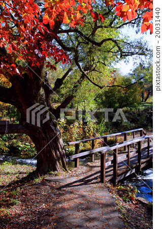 Goshikinuma Goshikinuma 20031440