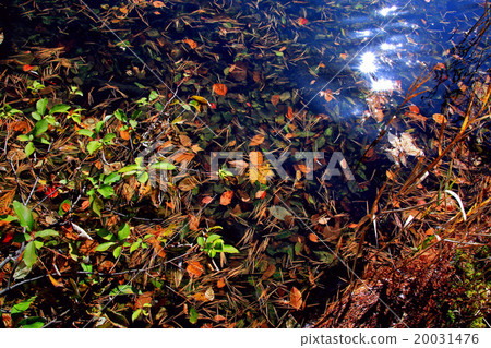 Gotokuma Gotokuma 20031476