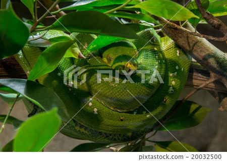 green python on a tree green python on a tree 20032500