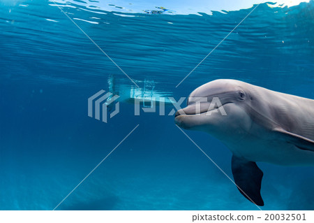 dolphin underwater on reef background dolphin underwater on reef background 20032501