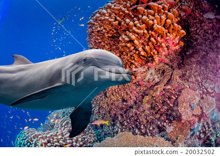 dolphin underwater on reef background dolphin underwater on reef background 20032502