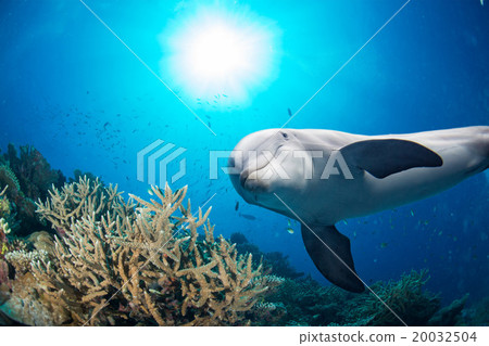dolphin underwater on reef background dolphin underwater on reef background 20032504