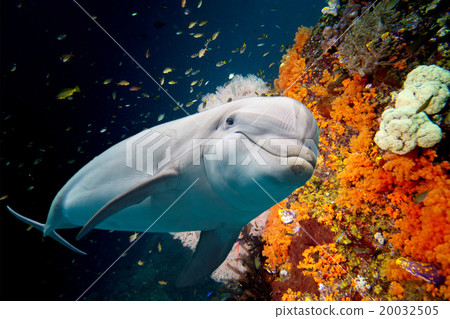 dolphin underwater on reef background 20032505