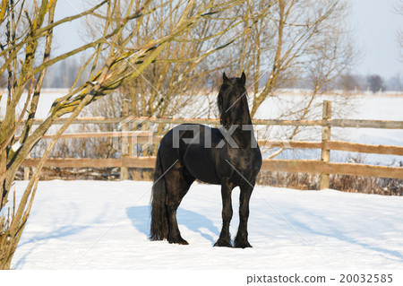 Black frisian horse in winter Black frisian horse in winter 20032585
