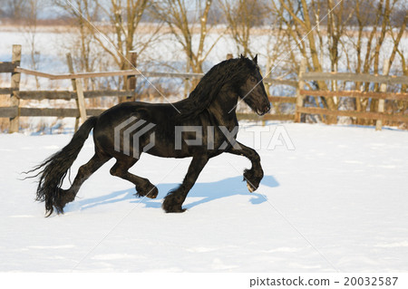 Black frisian horse in winter 20032587